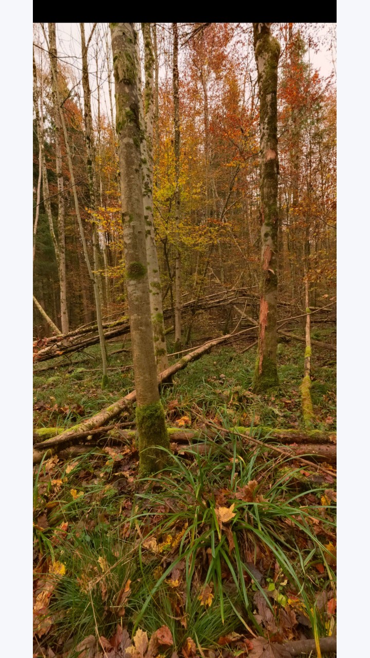 تصویر Panoramicon